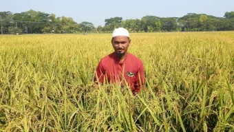 কলাপাড়ায় আমনের বাম্পার ফলন