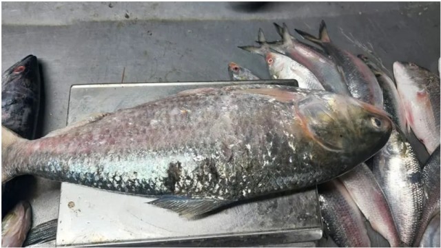 কুয়াকাটায় এক ইলিশ ৬ হাজার টাকায় বিক্রি