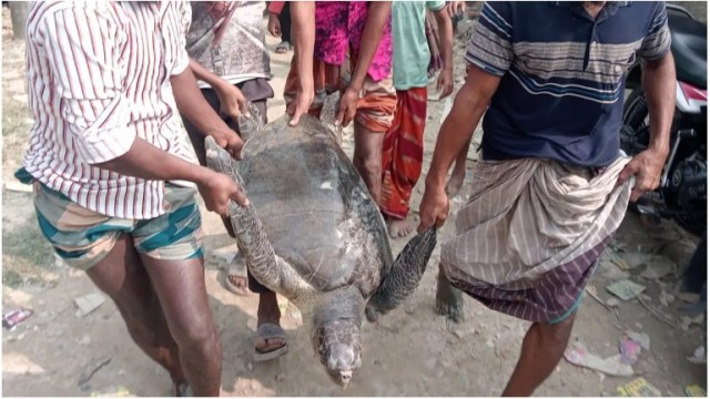 পটুয়াখালীতে জেলের জালে ‘দানব আকৃতির’ কাছিম