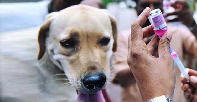 ভ্যাকসিন সংকটে বরিশালে বাড়ছে জলাতঙ্ক রোগ