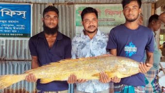 কলাপাড়ায় ১৪ কেজির এক পোয়া মাছ বিক্রি হলো ১০ হাজারে