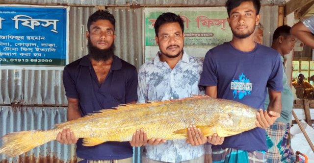 কলাপাড়ায় ১৪ কেজির এক পোয়া মাছ বিক্রি হলো ১০ হাজারে