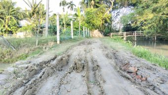 বাকেরগঞ্জে সড়ক নয়,যেন চাষের জমি!