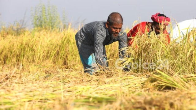 তজুমদ্দিনে জোরপূর্বক কৃষকের ৫০ শতাংশ জমির ধান লুটের অভিযোগ