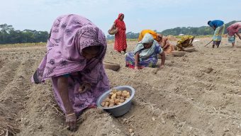 বরগুনায় আলু চাষীরা ব্যস্ত সময় পার করছেন
