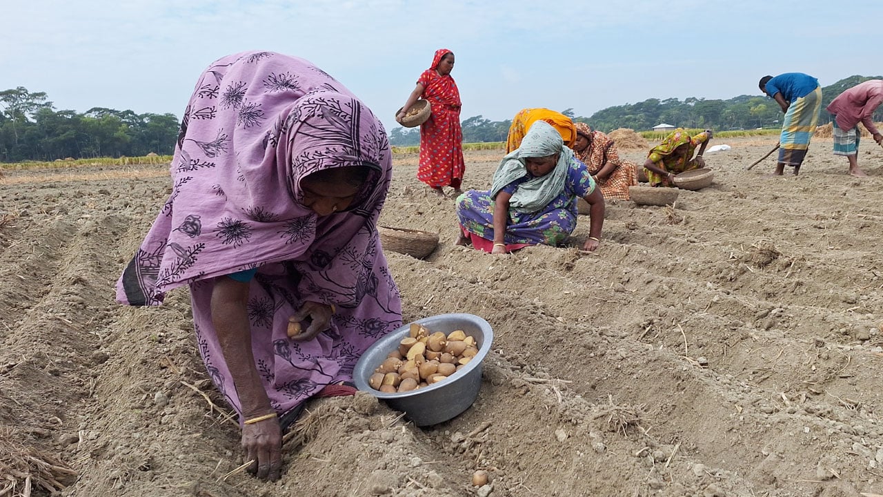 বরগুনায় আলু চাষীরা ব্যস্ত সময় পার করছেন