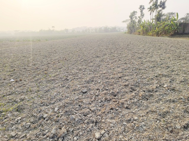 আমতলীতে আগাছা নাশক ছিটিয়ে সড়িষা ক্ষেত নষ্ট ক্ষতির পরিমান লক্ষাধিক টাকা