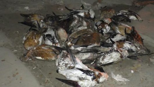 ভোলায় বিভিন্ন প্রজাতির ২৯ পরিযায়ী পাখি উদ্ধার