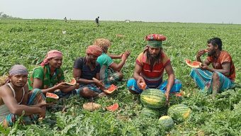 চরফ্যাশনে ৬৫দিনে তরমুজ চাষে ৩গুণ লাভ
