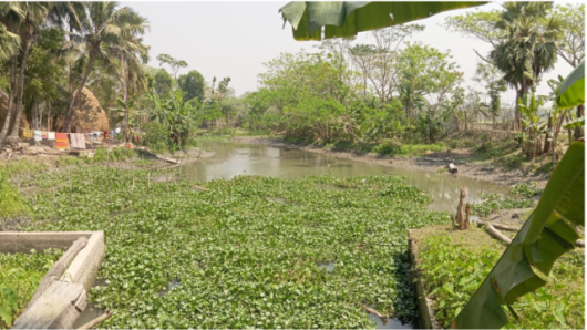 মির্জাগঞ্জে প্রকল্প খাল খননের, কচুরিপানা পরিষ্কার করেই টাকা লোপাট