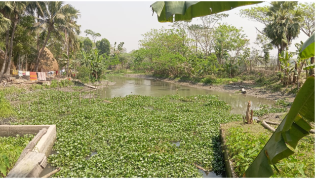 মির্জাগঞ্জে প্রকল্প খাল খননের, কচুরিপানা পরিষ্কার করেই টাকা লোপাট