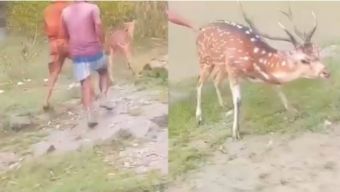 মনপুরায় কুকুরের তাড়া খেয়ে দিগ্বিদিক ছুটছিল হরিণ, পরে উদ্ধার