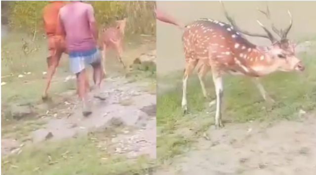 মনপুরায় কুকুরের তাড়া খেয়ে দিগ্বিদিক ছুটছিল হরিণ, পরে উদ্ধার