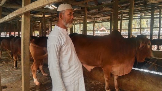 কোরবানিতে ১৬ লাখ টাকার গরু বিক্রি করবেন খামারি বাহালুল কবীর