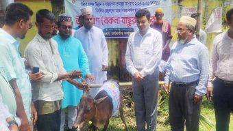 লালমোহনে মৎস্যজীবীদের বিকল্প কর্মসংস্থানের জন্য বকনা বাছুর বিতরণ