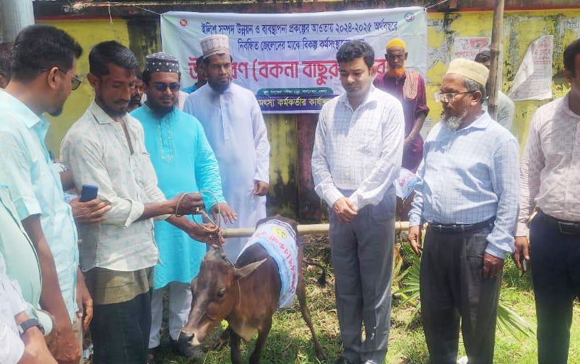 লালমোহনে মৎস্যজীবীদের বিকল্প কর্মসংস্থানের জন্য বকনা বাছুর বিতরণ