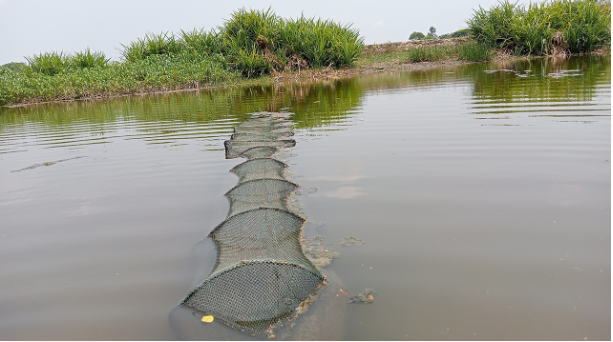 কুয়াকাটায় ‘চায়না দুয়ারী’ জালের ছড়াছড়ি, অস্তিত্ব সংকটে দেশীয় মাছ