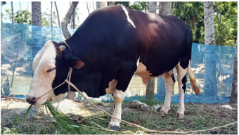 পটুয়াখালীতে ১০ লাখে বিক্রির আশা ১ টনের ‘সম্রাট’