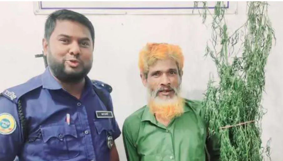 পটুয়াখালীতে পাট ক্ষেতে গাঁজা চাষ করায় মাদক কারবারি আবুল গ্রেফতার