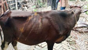 ঝালকাঠিতে প্রভাবশালীর খামারে প্রবেশ করায় এসিড দিয়ে ঝলসে দেওয়া হলো পাঁচ গরু
