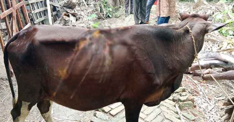 ঝালকাঠিতে প্রভাবশালীর খামারে প্রবেশ করায় এসিড দিয়ে ঝলসে দেওয়া হলো পাঁচ গরু