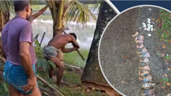 ঝালকাঠিতে তালগাছ কেটে বাবুই পাখির আবাসস্থল ধ্বংস, মারা গেলো শতাধিক পাখি