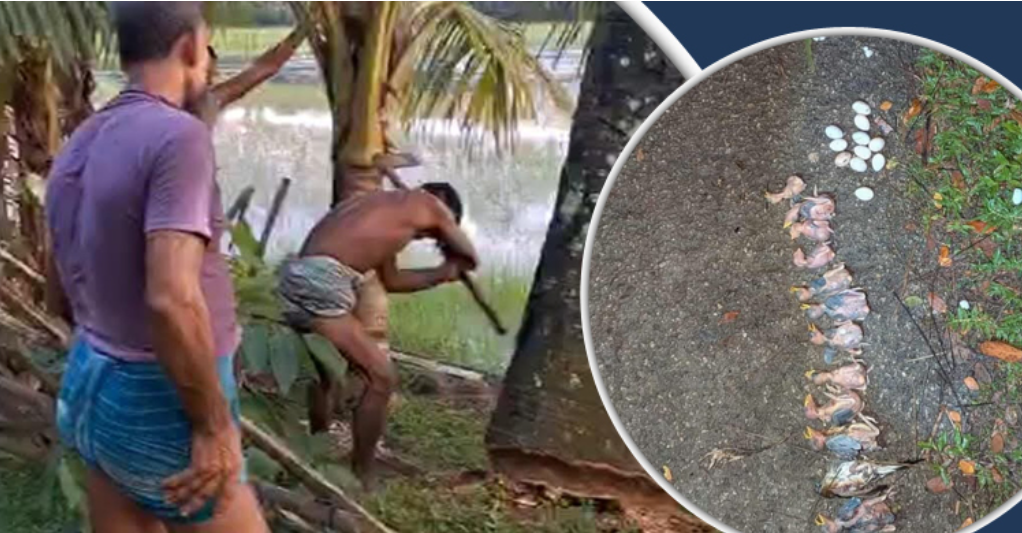 ঝালকাঠিতে তালগাছ কেটে বাবুই পাখির আবাসস্থল ধ্বংস, মারা গেলো শতাধিক পাখি