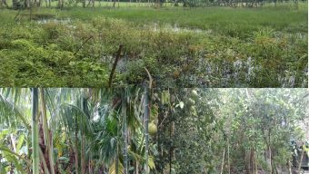 লালমোহনে বর্গাচাষি ভুয়া বায়না চুক্তি করে জোর করে জমি দখলের অভিযোগ