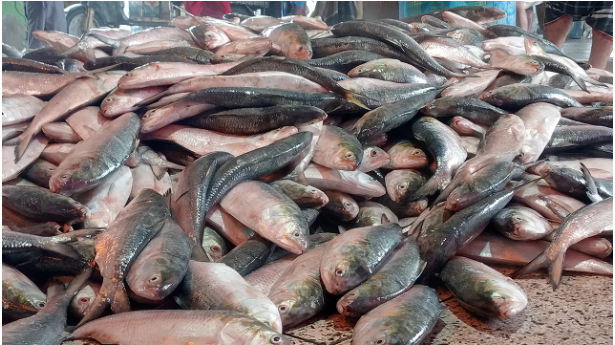 নিষেধাজ্ঞা শেষে সাগরে গিয়েই বাজিমাত, জালে আটকা ৬১ মণ ইলিশ