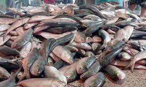 রুপালি ইলিশ, ক্রেতার ভিড়ে সরগরম পুরাকাটা ফেরিঘাট