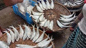 ইলিশের শহর বরিশালেই ইলিশের আকাল