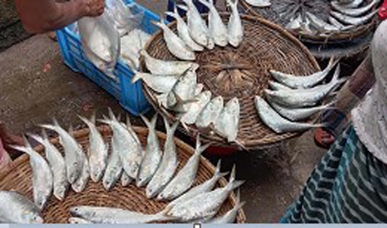 ইলিশের শহর বরিশালেই ইলিশের আকাল