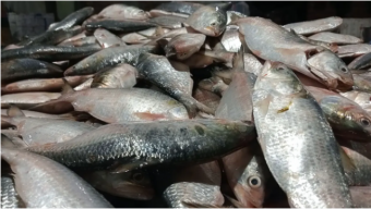 কুয়াকাটায় এক ট্রলারে ধরা পড়ল ৬০ মণ ইলিশ, বিক্রি সাড়ে ৩৫ লাখ