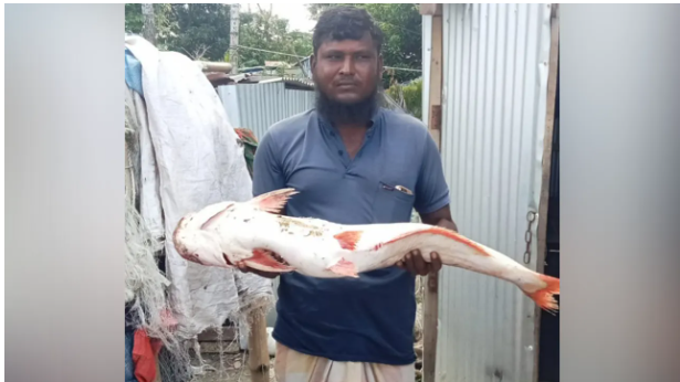 সাগরে জেলের জালে ধরা পড়ল বিশাল পাঙ্গাশ