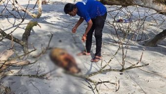 কুয়াকাটায় ফের ভেসে এলো ১০ ফুট লম্বা মৃত ডলফিন