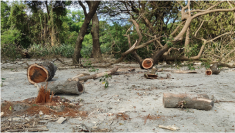 কুয়াকাটায় অবাধে চলছে সংরক্ষিত বনের গাছ উজাড়