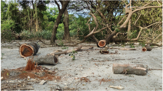 কুয়াকাটায় অবাধে চলছে সংরক্ষিত বনের গাছ উজাড়