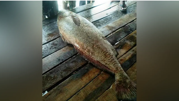 বঙ্গোপসাগরের সাড়ে ৪ কেজির কালো পোয়া ৭২ হাজারে বিক্রি