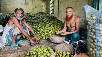 কাউখালীতে আমড়ার বাম্পার ফলন