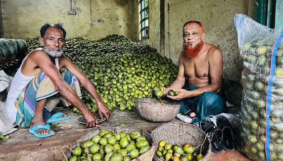 কাউখালীতে আমড়ার বাম্পার ফলন
