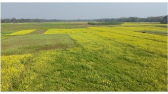 ৩ মৌসুমে বরিশালে অনাবাদি থাকে সাড়ে ৬ লাখ হেক্টর জমি
