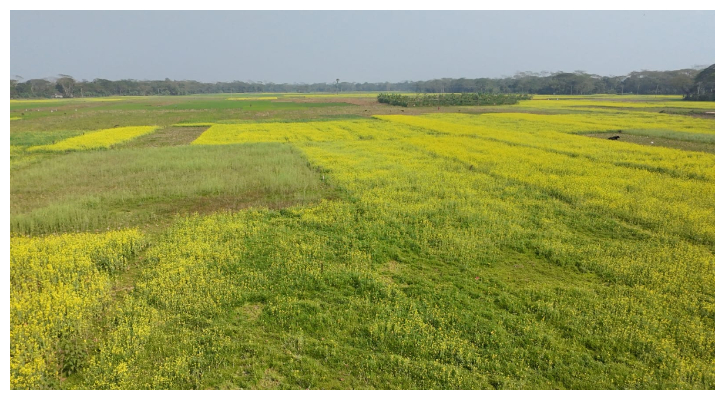 ৩ মৌসুমে বরিশালে অনাবাদি থাকে সাড়ে ৬ লাখ হেক্টর জমি