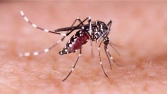 বরগুনায় ডেঙ্গুতে দুজনের মৃত্যু