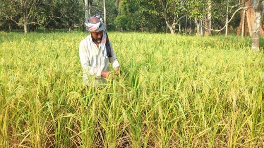 দক্ষিণাঞ্চলে মাঠ ভরা ধানেও কৃষকের ঘরে চাপা কষ্ট