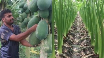 বরিশালে কচুর লতি আর পেঁপে চাষে ভাগ্য বদলেছে কৃষি উদ্যোক্তা বিকাশের
