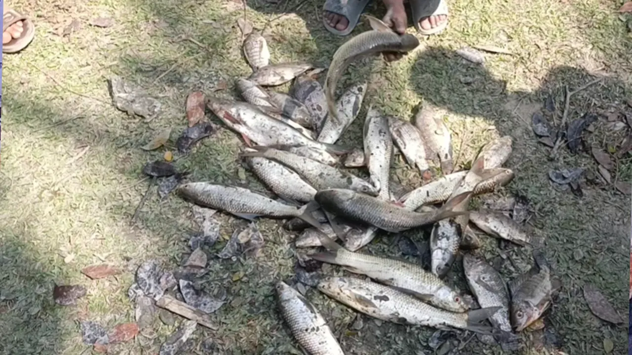 বরিশালে বিষ প্রয়োগ করে মাছ নিধনের অভিযোগ