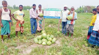 তজুমদ্দিনে কৃষি অফিসের পরামর্শে পতিত জমিতে তরমুজের বাম্পার ফলন
