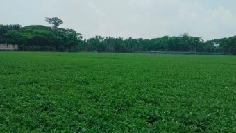 চরফ্যাশনে চীনাবাদামের বাম্পার ফলন কৃষকের মুখে হাসি