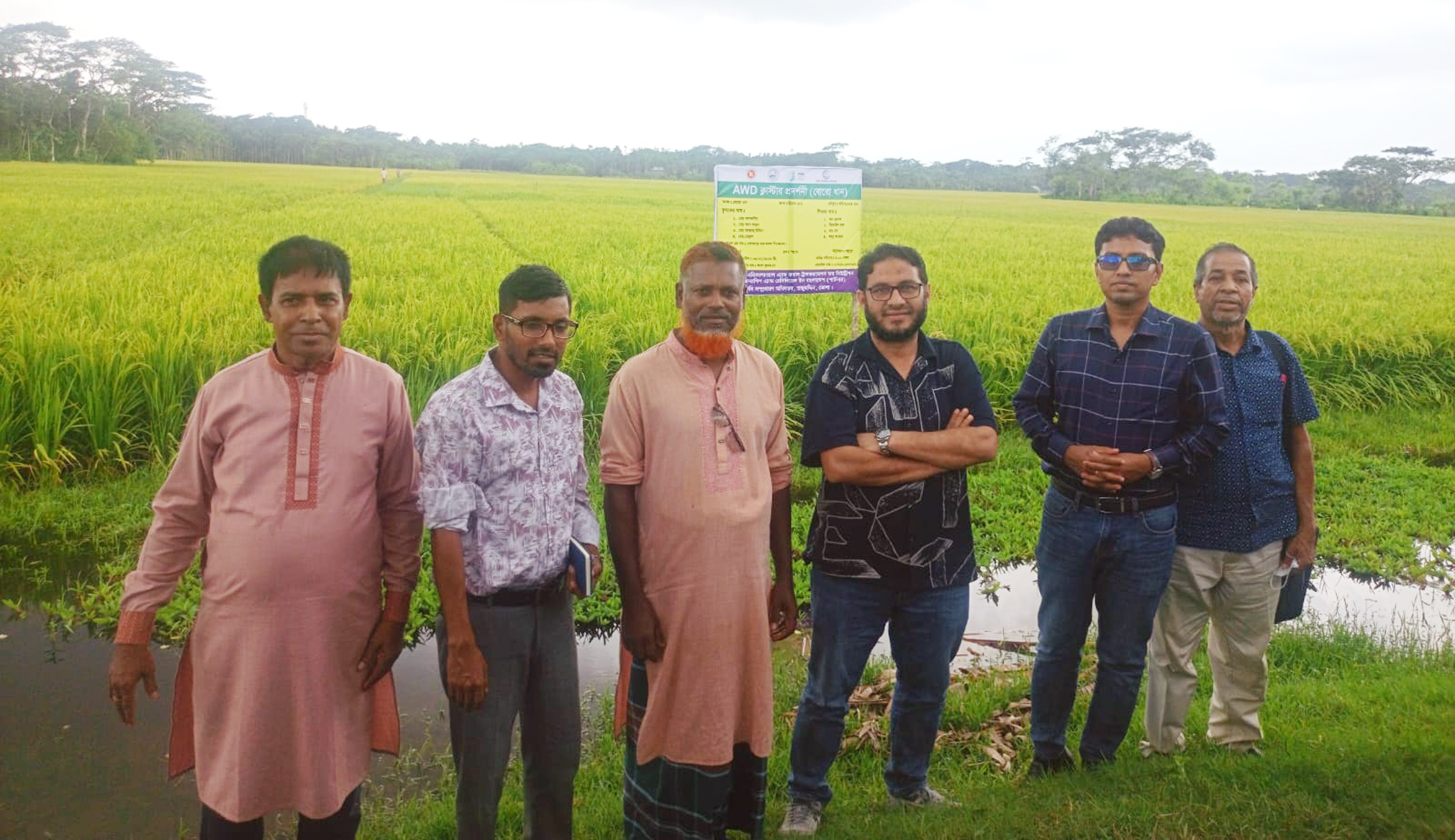 তজুমদ্দিনে বোরো ধানের বাম্পার ফলন কৃষকের মুখে হাসি, দাম নিয়ে শঙ্কা