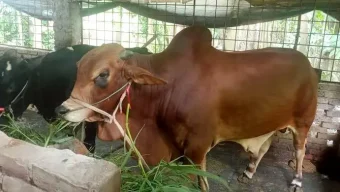 বরিশালে কোরবানির হাট কাঁপাবে ‘লাল মিয়া’